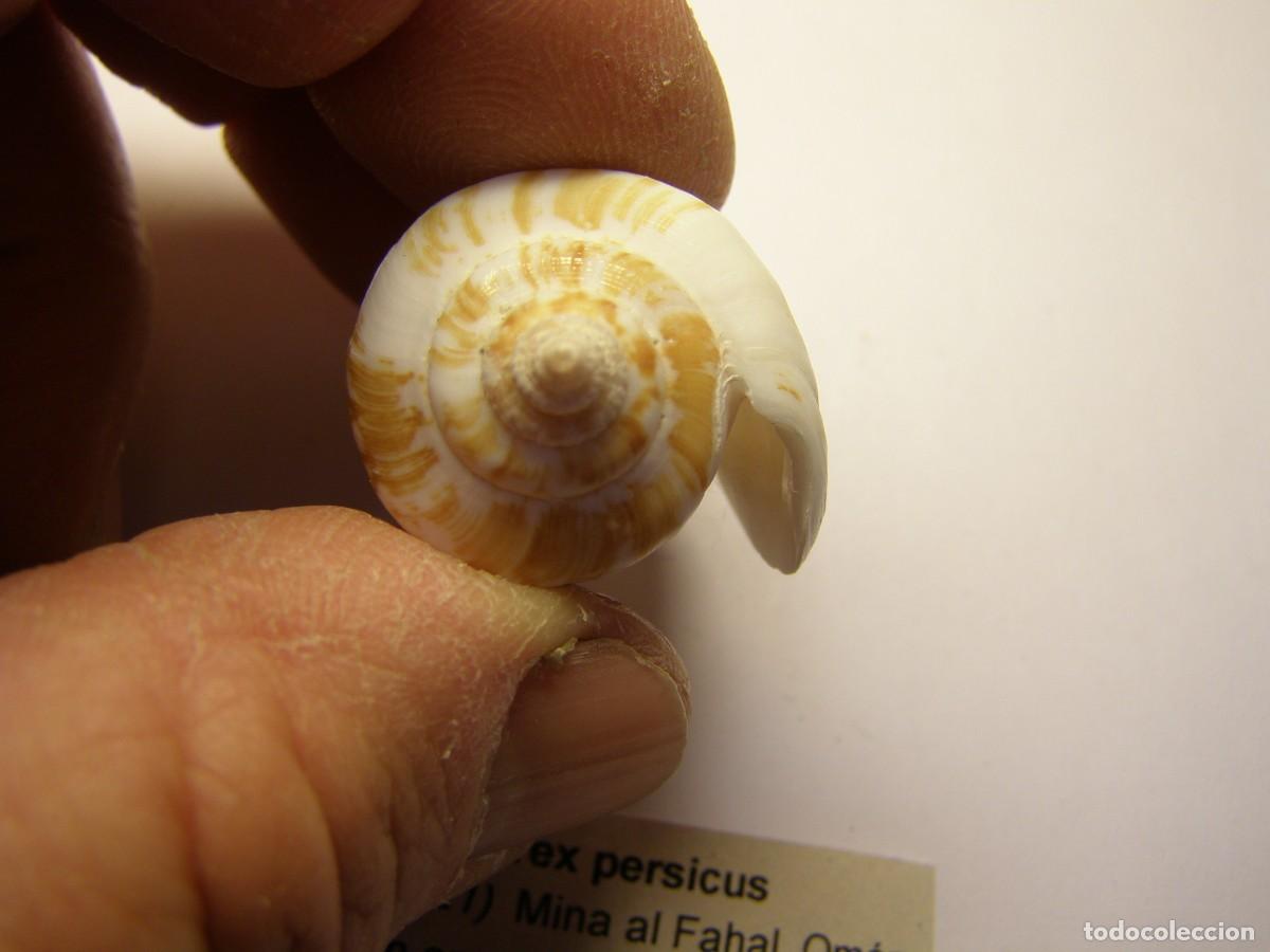 Coleccionismo de moluscos: Caracol snail shell conumurex persicus. Om&aacute;n. - Foto 4