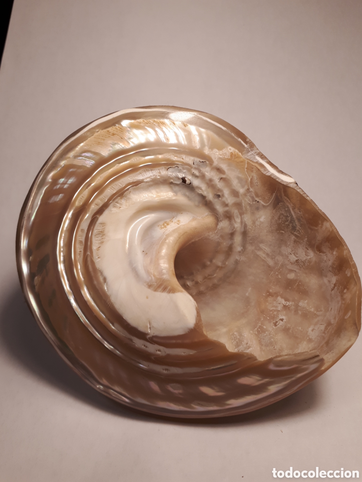 Coleccionismo de moluscos: CARACOL DE MAR. N&Aacute;CAR. - Foto 3