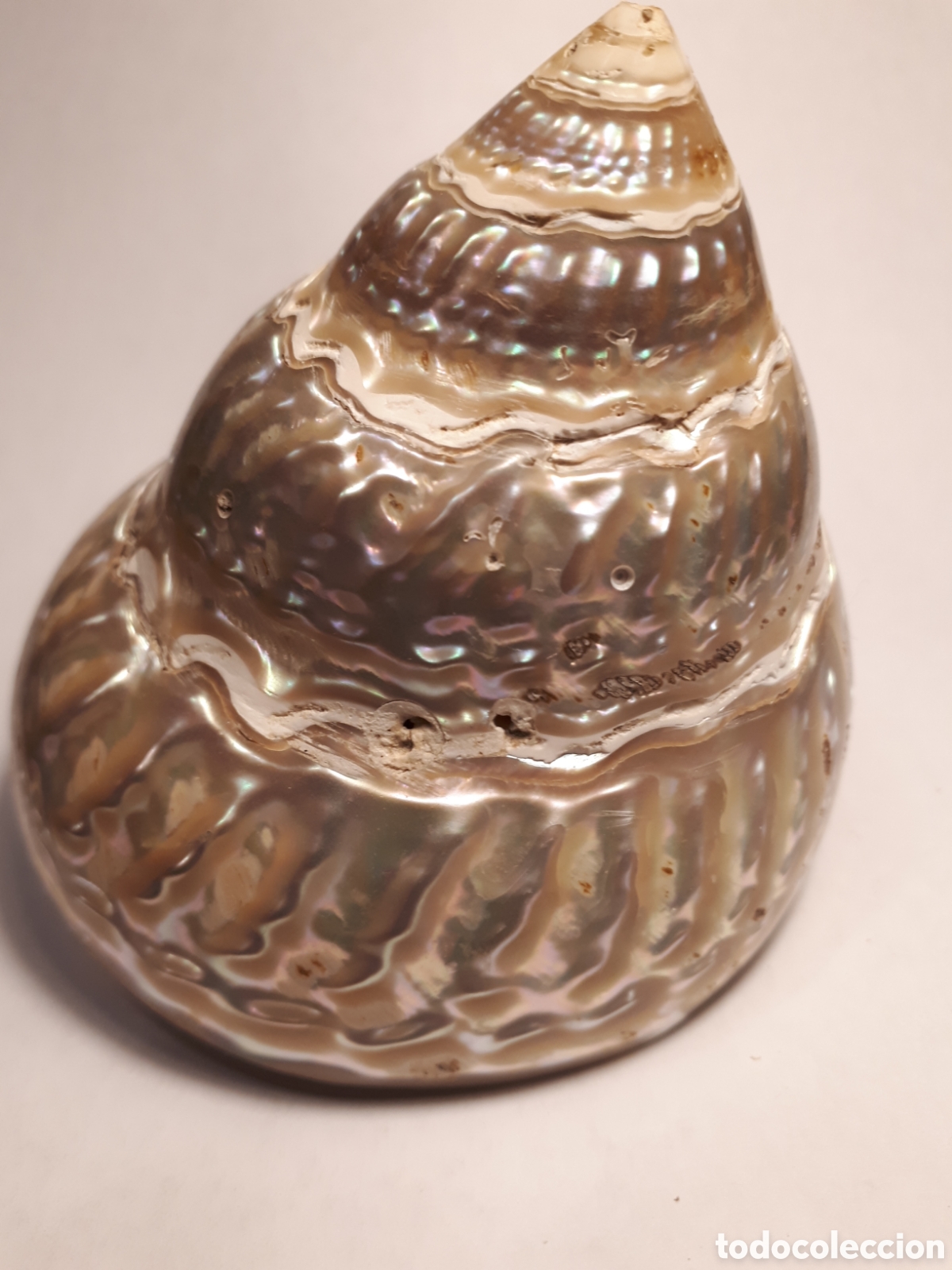 Coleccionismo de moluscos: CARACOL DE MAR. N&Aacute;CAR. - Foto 2