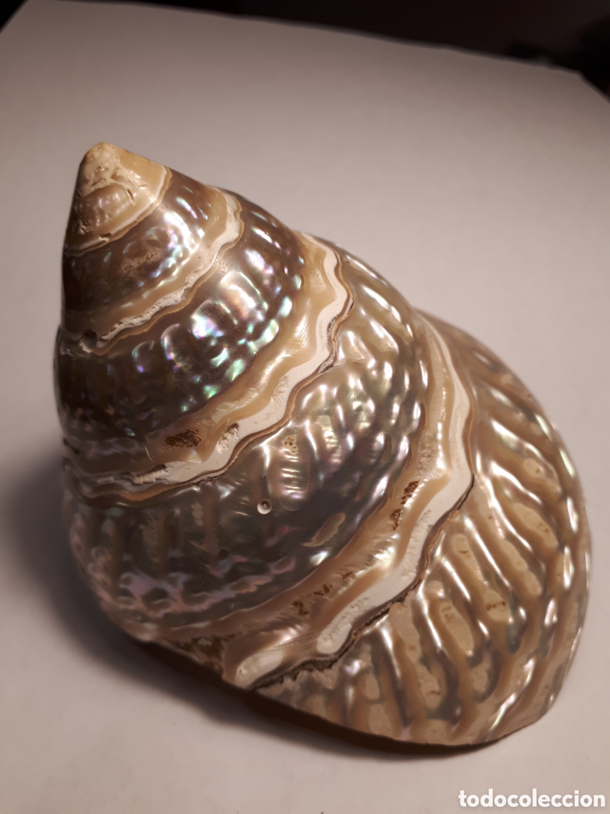 Coleccionismo de moluscos: CARACOL DE MAR. N&Aacute;CAR. - Foto 4