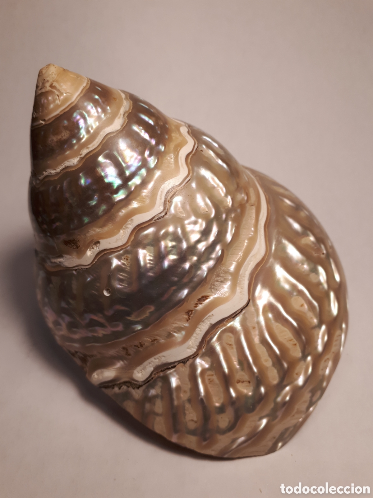 Coleccionismo de moluscos: CARACOL DE MAR. N&Aacute;CAR. - Foto 1