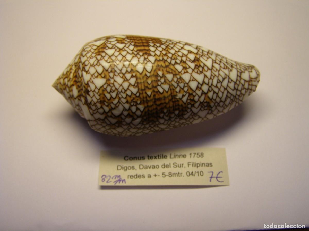 Coleccionismo de moluscos: Caracol snail shell conus textile. Filipinas. - Foto 1
