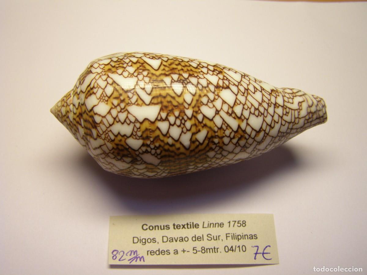 Coleccionismo de moluscos: Caracol snail shell conus textile. Filipinas. - Foto 2