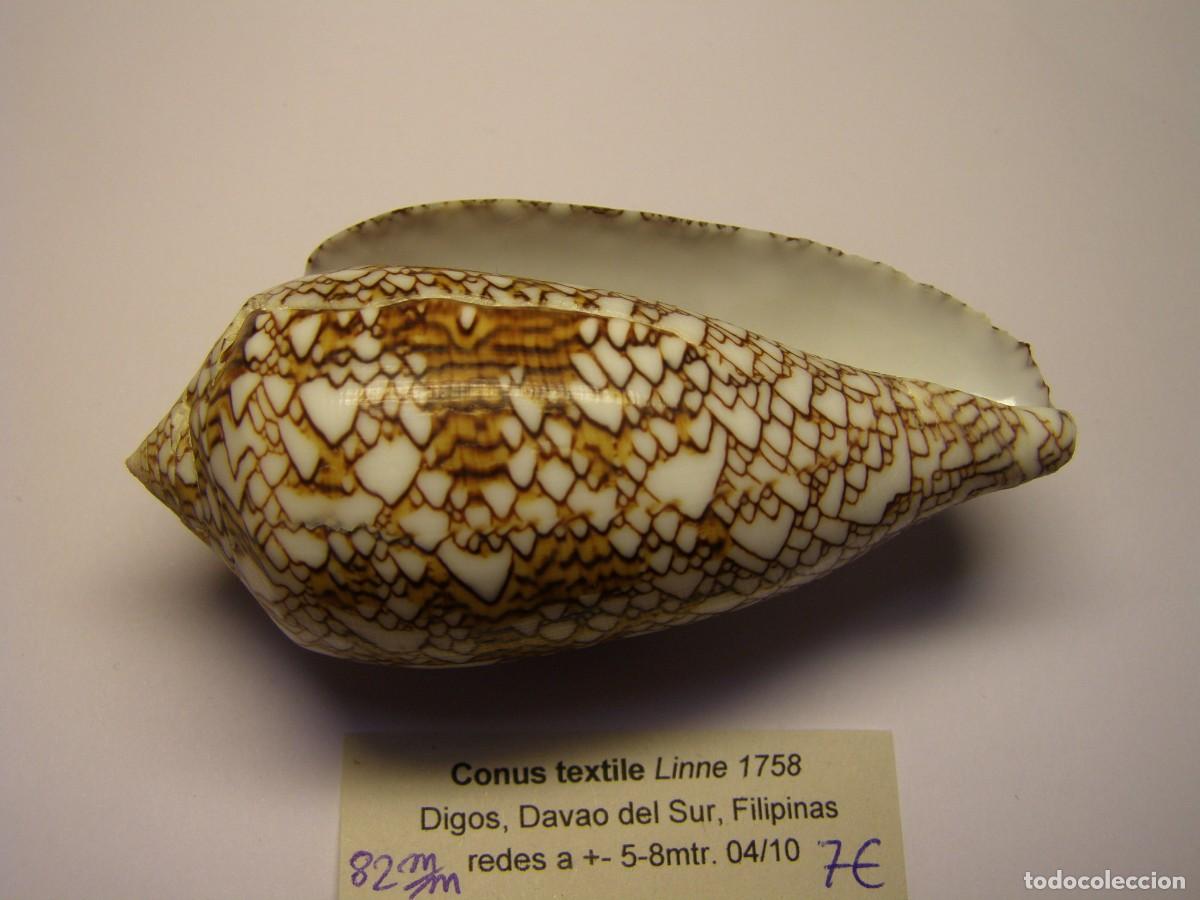 Coleccionismo de moluscos: Caracol snail shell conus textile. Filipinas. - Foto 3