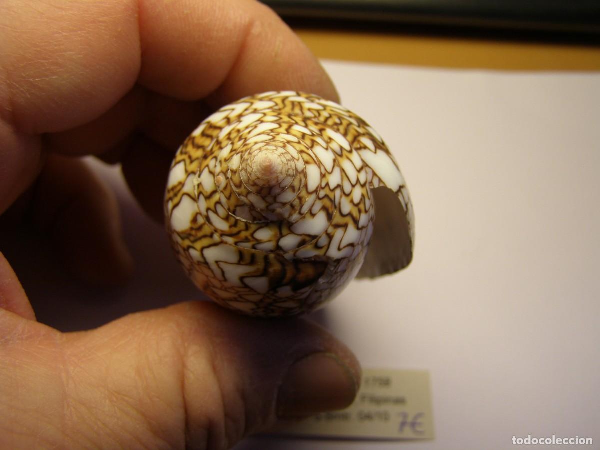 Coleccionismo de moluscos: Caracol snail shell conus textile. Filipinas. - Foto 4
