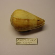 Collezionismo di molluschi: CARACOL SNAIL SHELL CONUS CEPASI. ANGOLA.