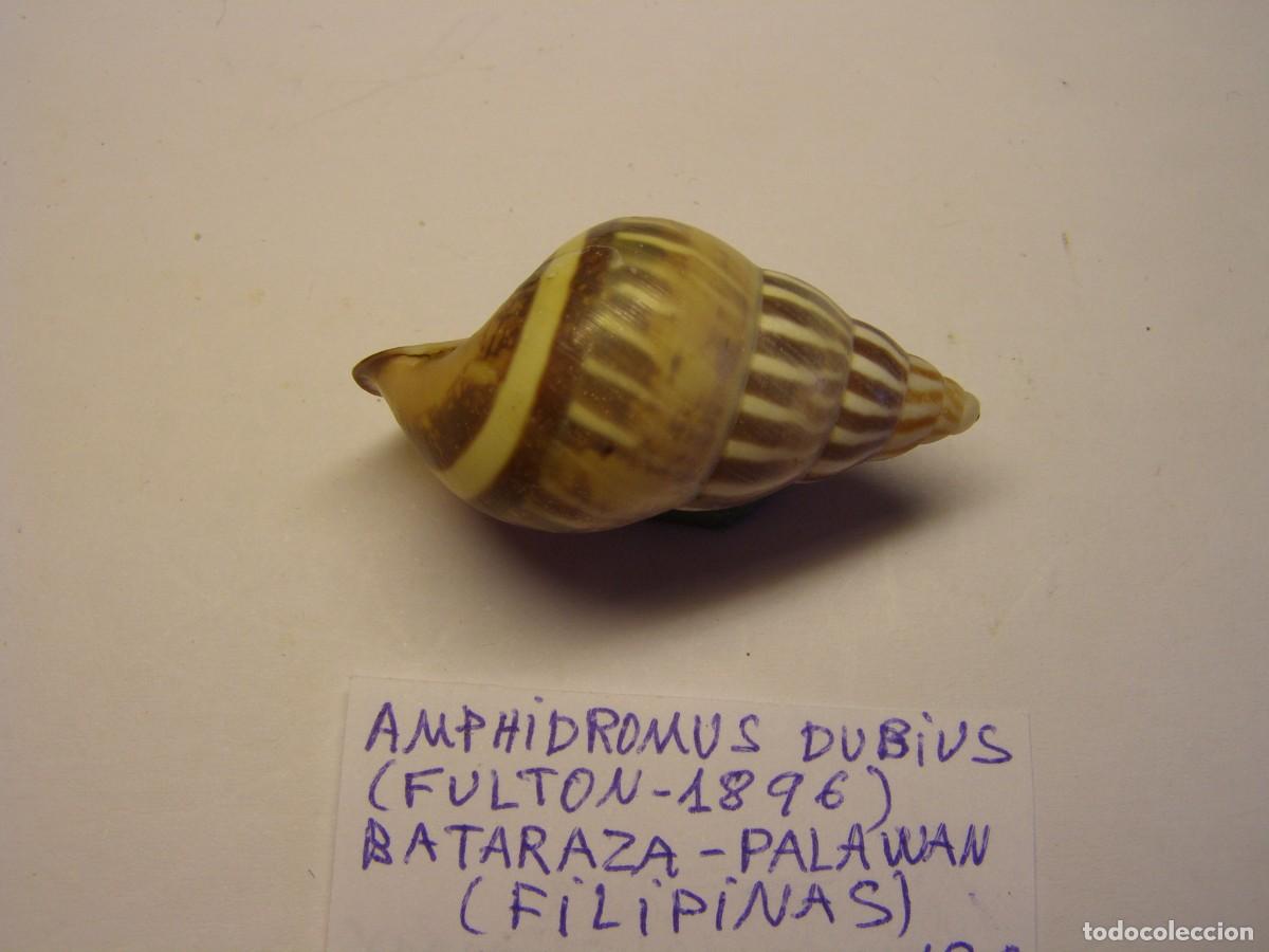 Coleccionismo de moluscos: Caracol Amphidromus dubius, Palawan. - Foto 2