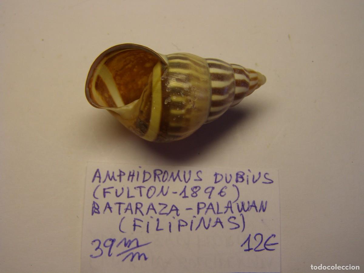 Coleccionismo de moluscos: Caracol Amphidromus dubius, Palawan. - Foto 3