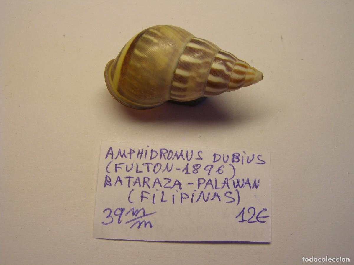 Coleccionismo de moluscos: Caracol Amphidromus dubius, Palawan. - Foto 1