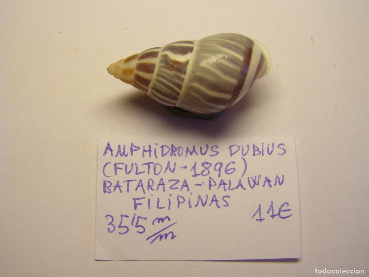Coleccionismo de moluscos: Caracol Amphidromus dubius, Palawan. - Foto 1