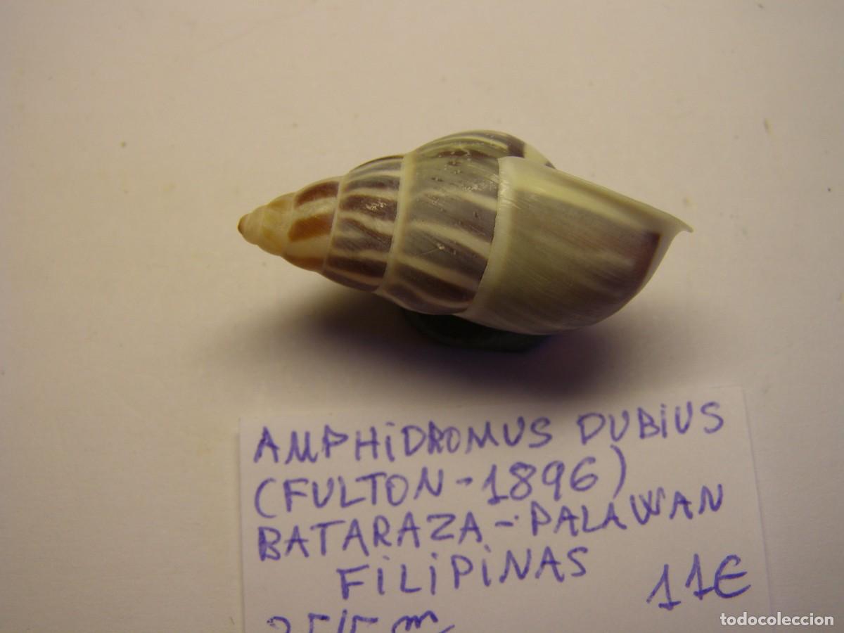 Coleccionismo de moluscos: Caracol Amphidromus dubius, Palawan. - Foto 2