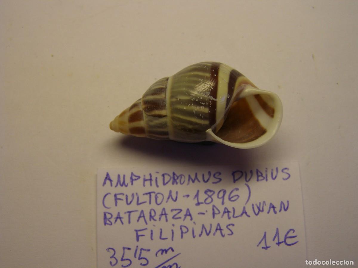 Coleccionismo de moluscos: Caracol Amphidromus dubius, Palawan. - Foto 3