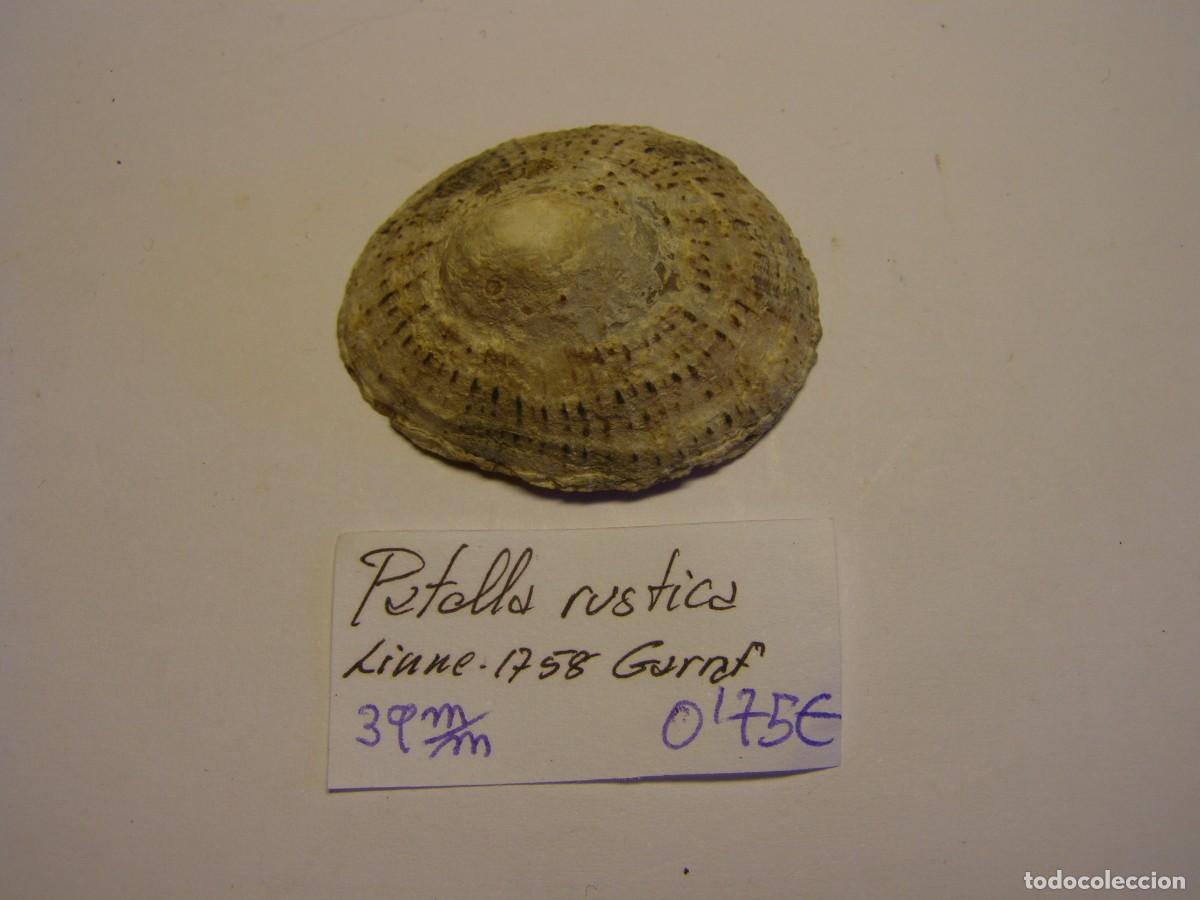Coleccionismo de moluscos: Caracol patella rustica. Barcelona. - Foto 1