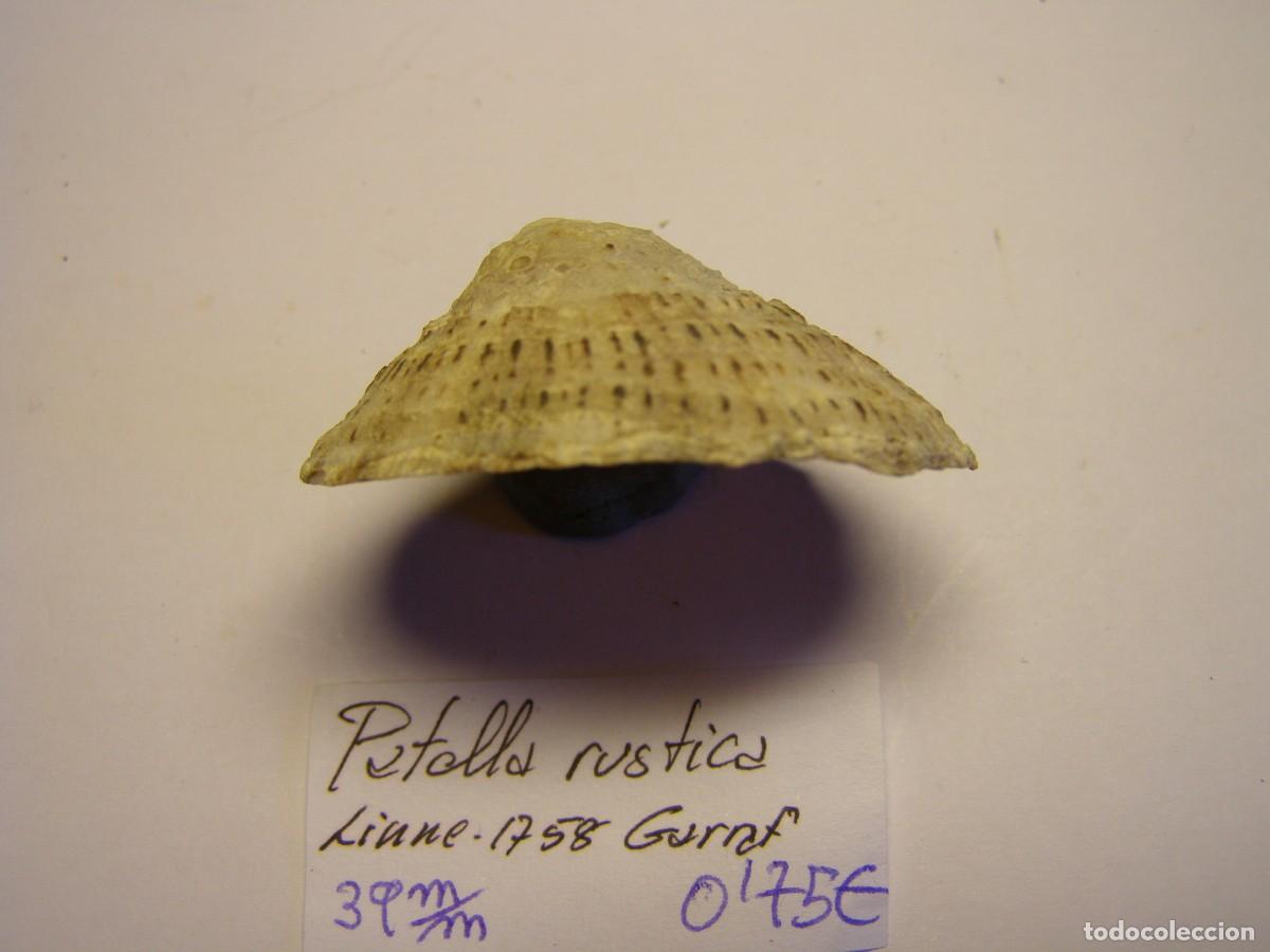 Coleccionismo de moluscos: Caracol patella rustica. Barcelona. - Foto 2