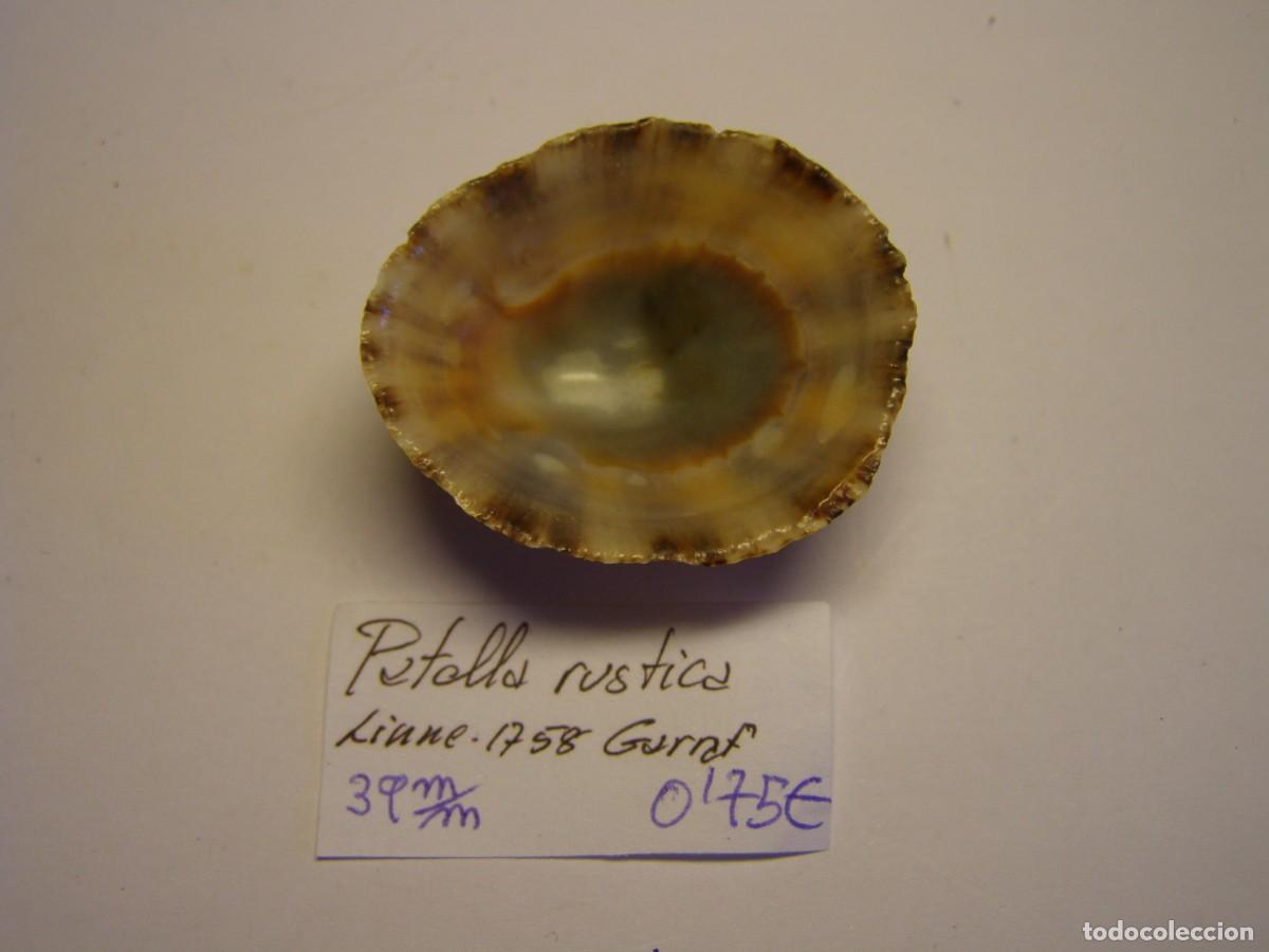 Coleccionismo de moluscos: Caracol patella rustica. Barcelona. - Foto 3