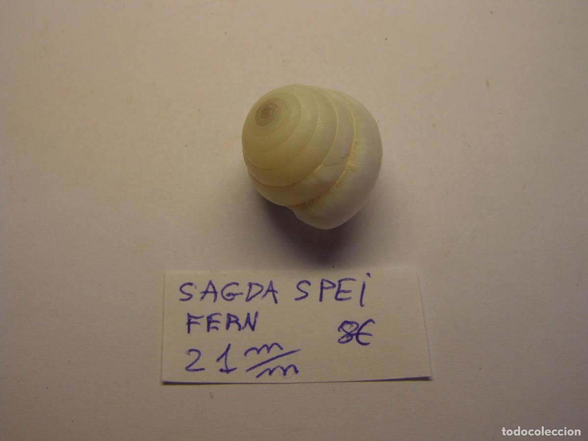 Coleccionismo de moluscos: Caracol snail shell sagda spei. . - Foto 1
