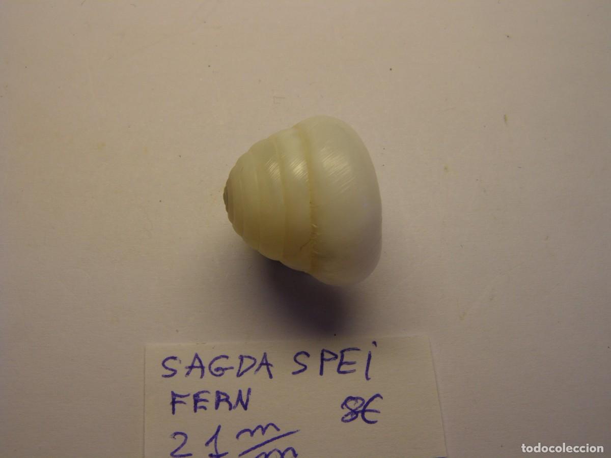 Coleccionismo de moluscos: Caracol snail shell sagda spei. . - Foto 2