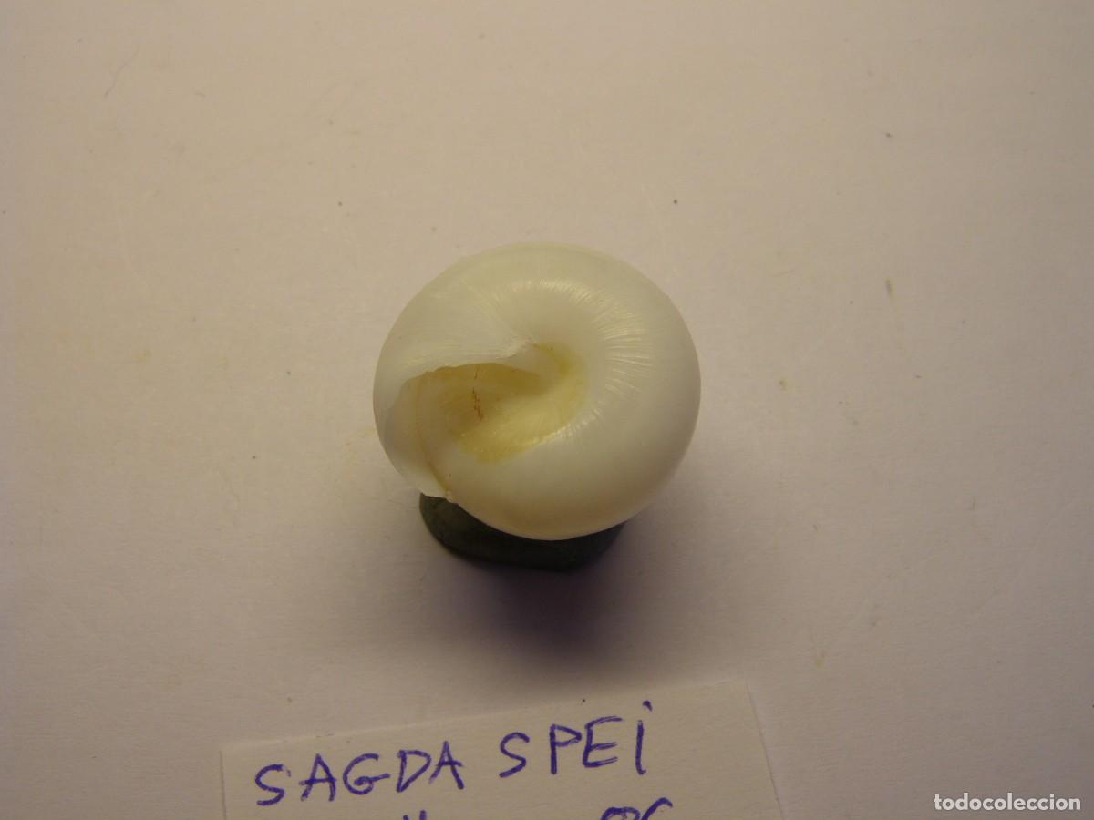 Coleccionismo de moluscos: Caracol snail shell sagda spei. . - Foto 3