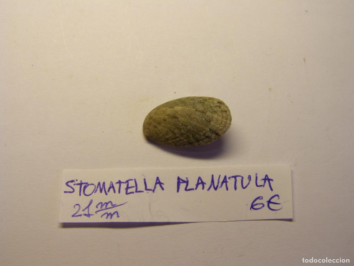Coleccionismo de moluscos: Caracol snail shell stomatella planatula. - Foto 1