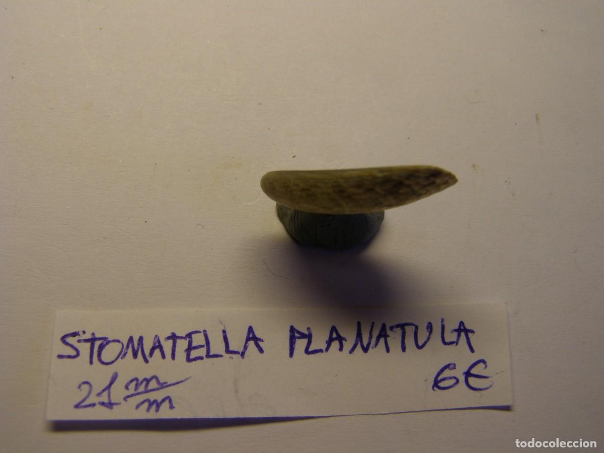Coleccionismo de moluscos: Caracol snail shell stomatella planatula. - Foto 2