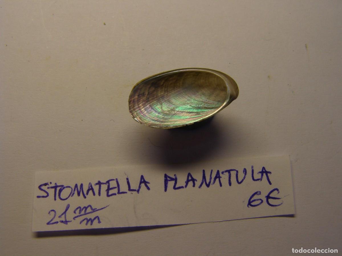 Coleccionismo de moluscos: Caracol snail shell stomatella planatula. - Foto 3