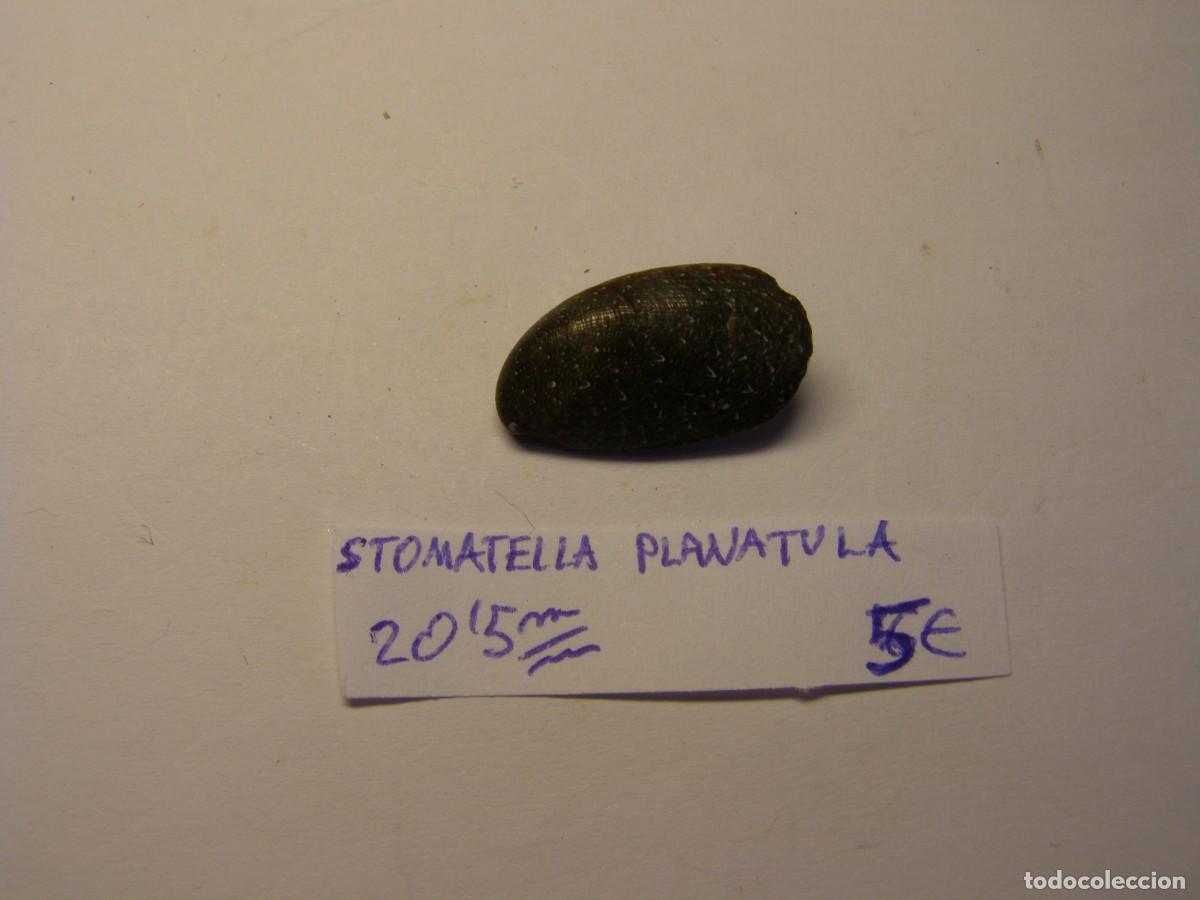 Coleccionismo de moluscos: Caracol snail shell stomatella planatula. - Foto 1