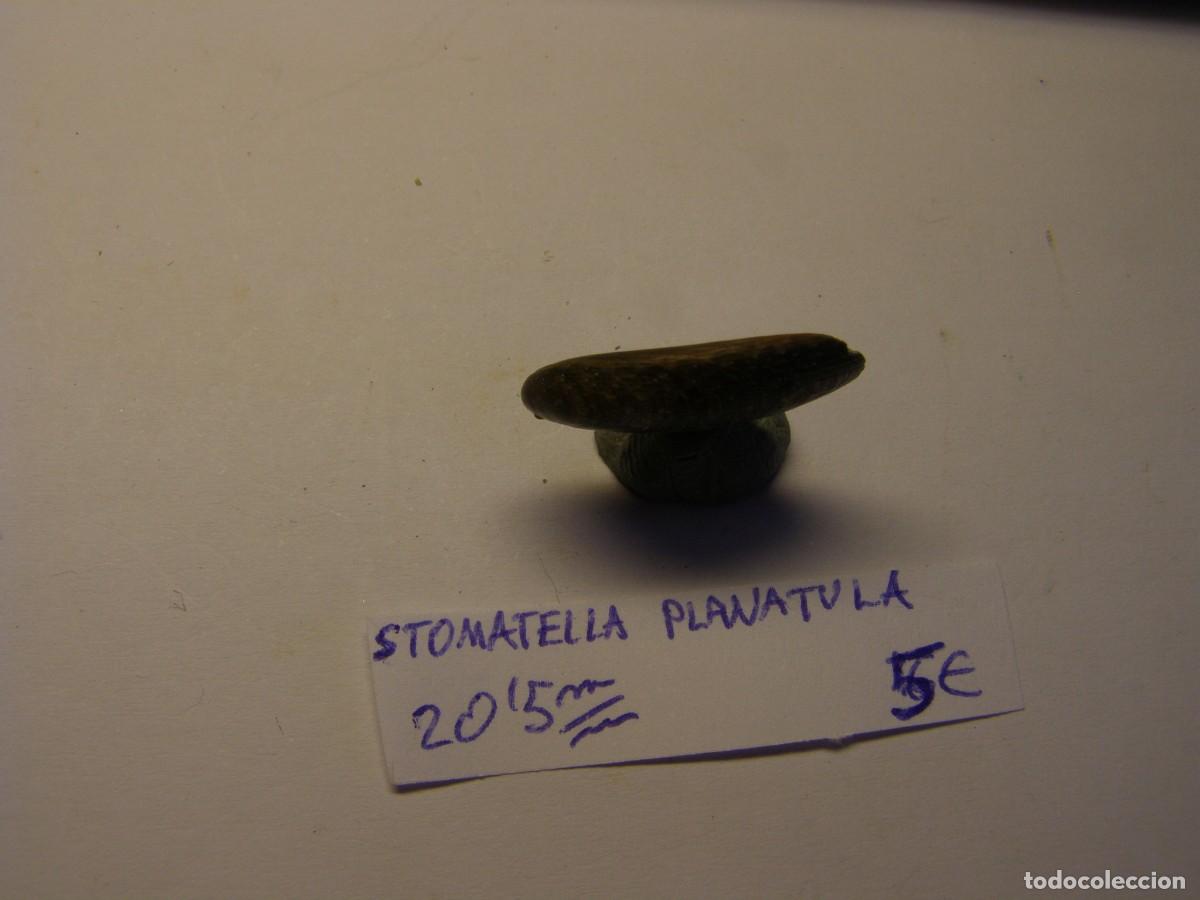 Coleccionismo de moluscos: Caracol snail shell stomatella planatula. - Foto 2