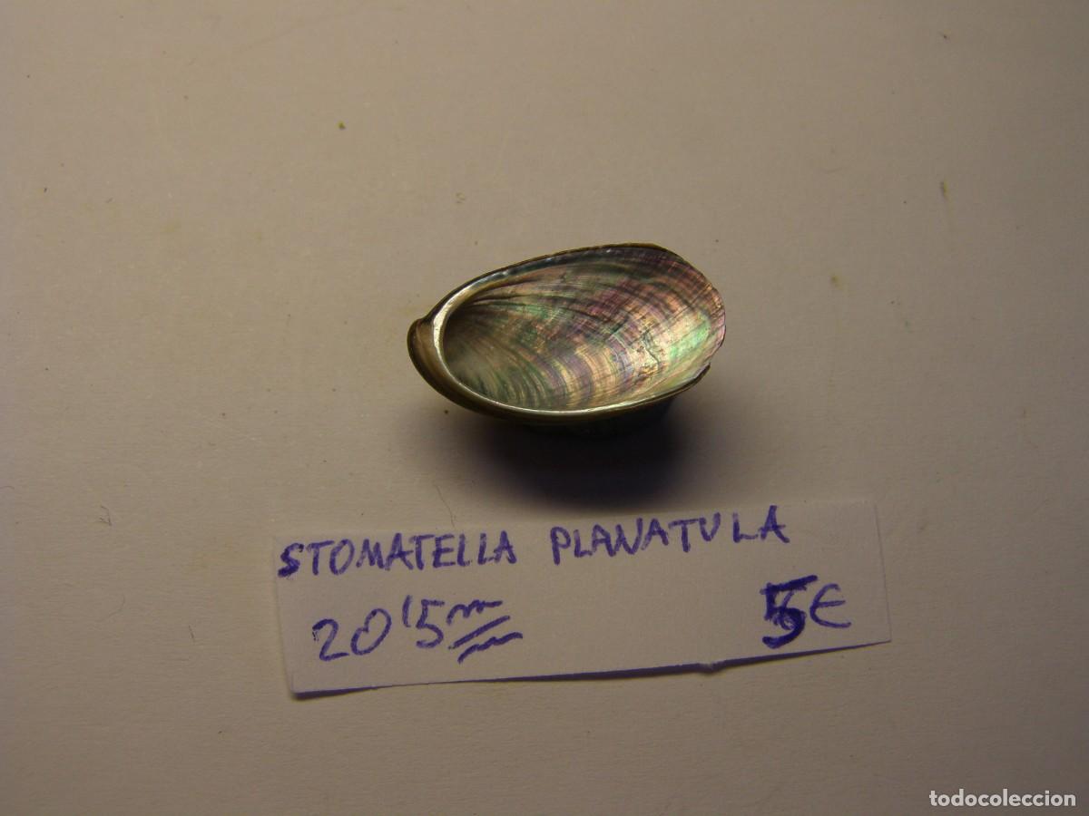 Coleccionismo de moluscos: Caracol snail shell stomatella planatula. - Foto 3