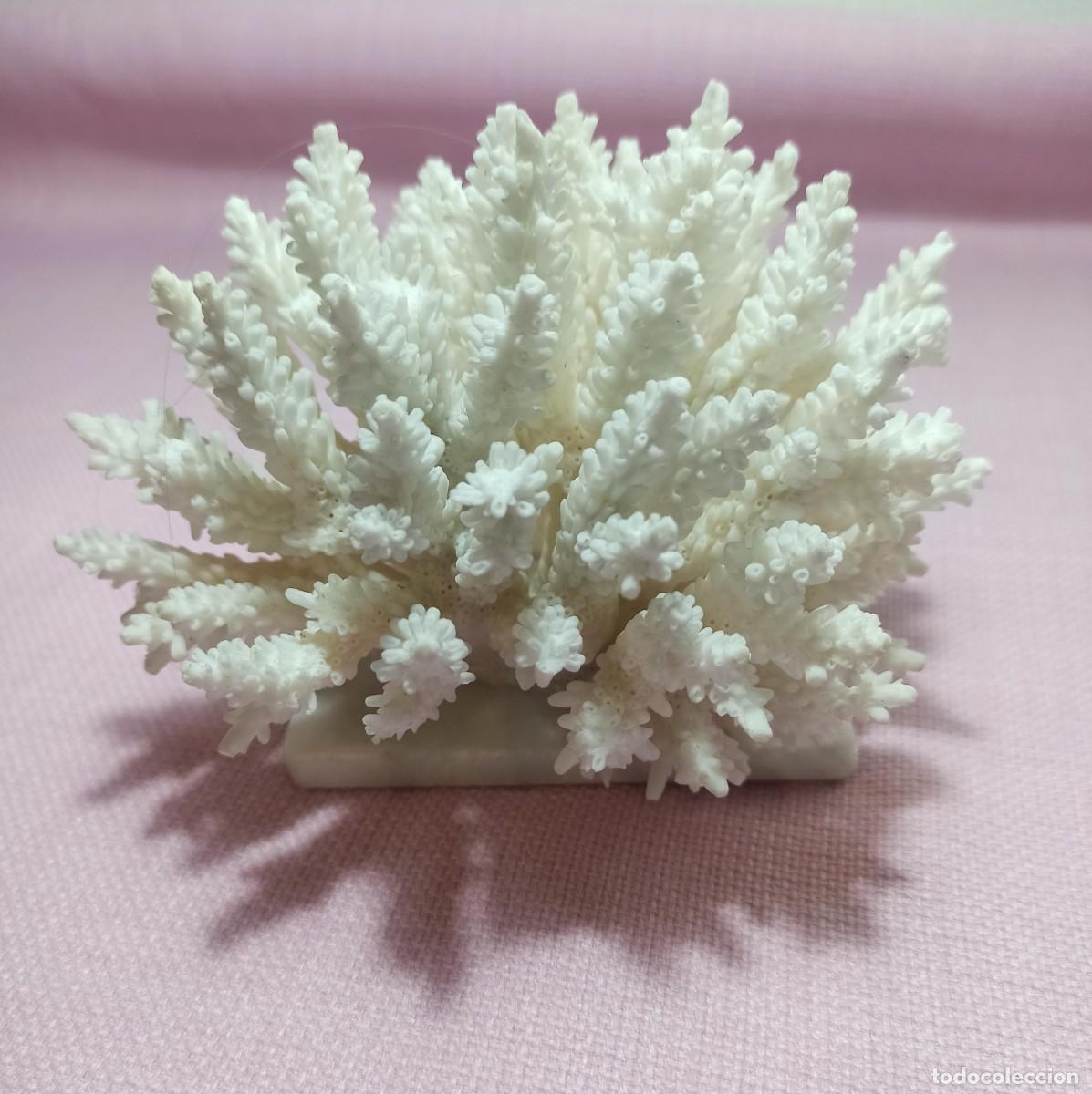 Coleccionismo de moluscos: Coral Blanco con base. - Foto 1