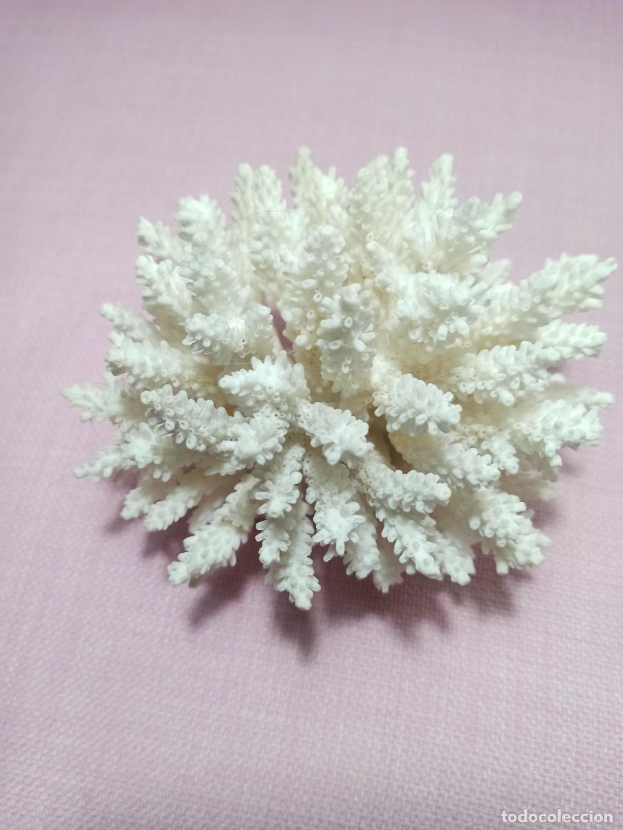 Coleccionismo de moluscos: Coral Blanco con base. - Foto 2