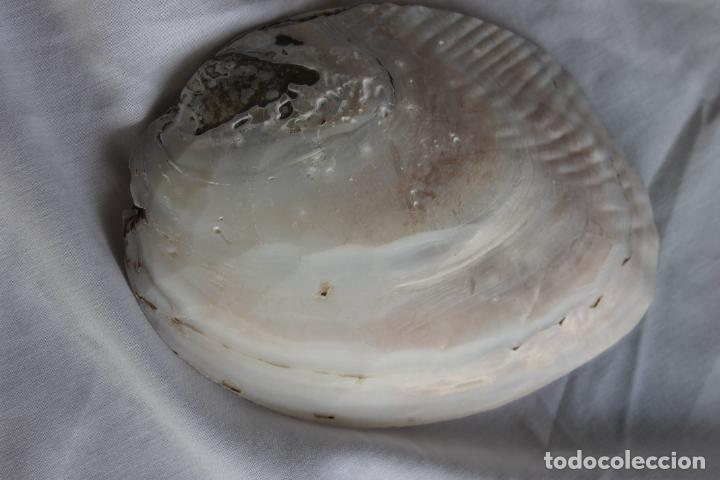 Coleccionismo de moluscos: CONCHAS NACAR CON PERLAS SIN FORMAR - Foto 3