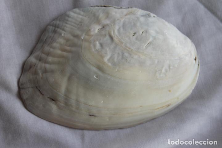 Coleccionismo de moluscos: CONCHAS NACAR CON PERLAS SIN FORMAR - Foto 4
