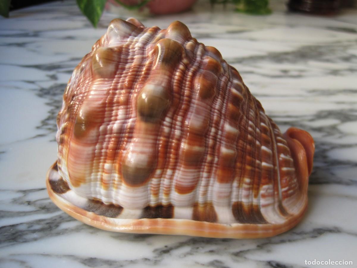 Coleccionismo de moluscos: CONCHA DE CARACOL DE MAR - CARACOLA - Foto 1