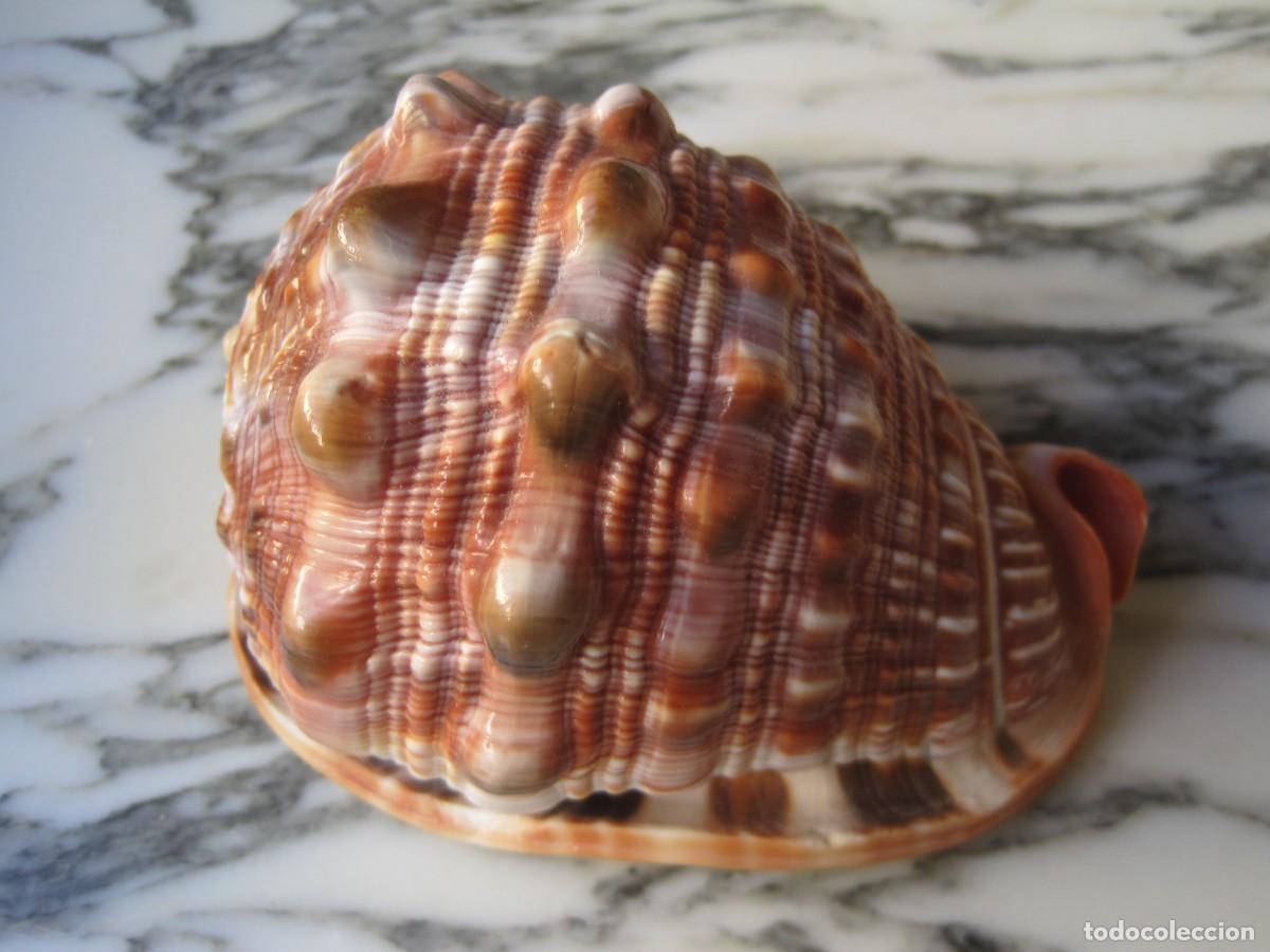 Coleccionismo de moluscos: CONCHA DE CARACOL DE MAR - CARACOLA - Foto 2