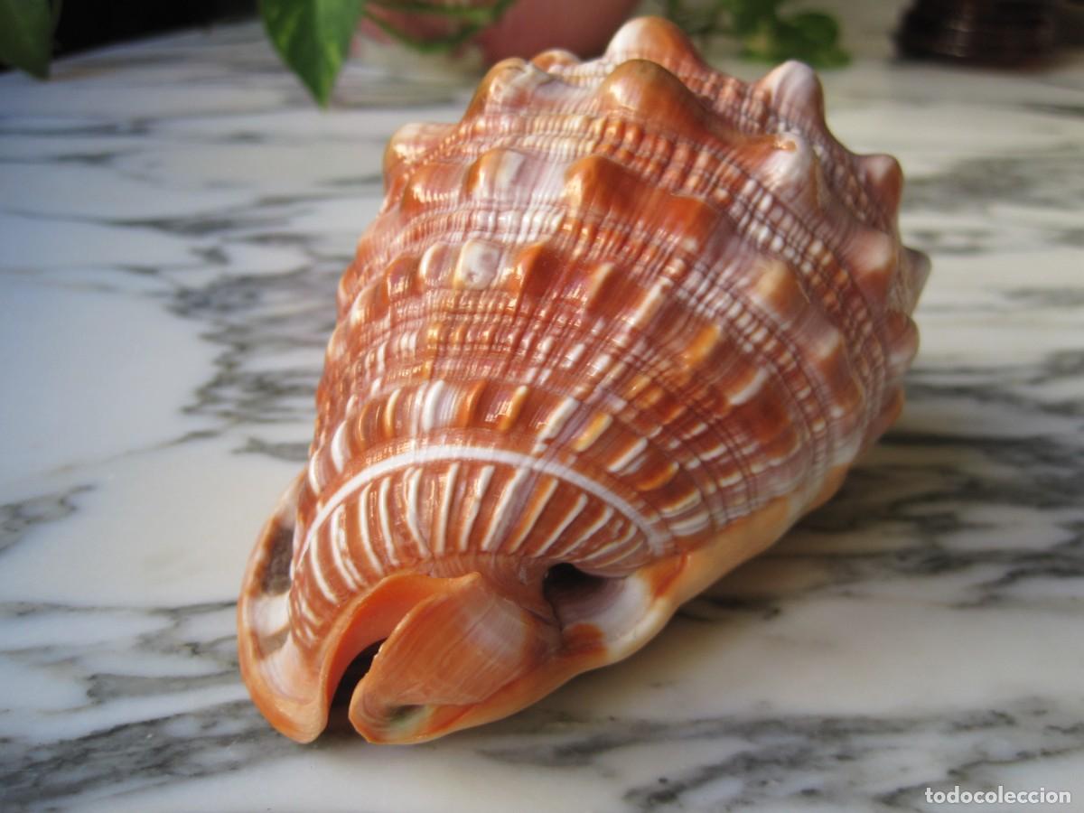 Coleccionismo de moluscos: CONCHA DE CARACOL DE MAR - CARACOLA - Foto 3