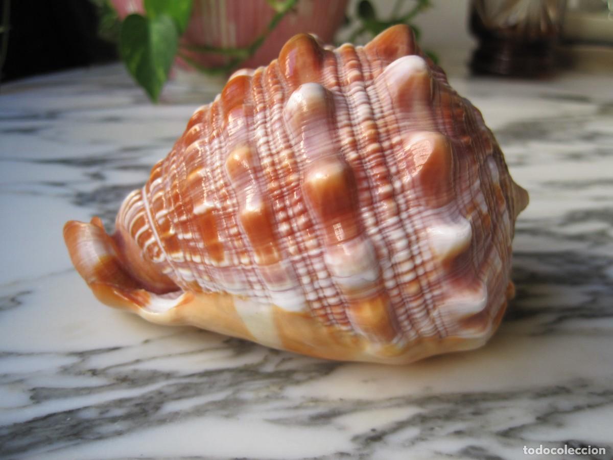 Coleccionismo de moluscos: CONCHA DE CARACOL DE MAR - CARACOLA - Foto 4