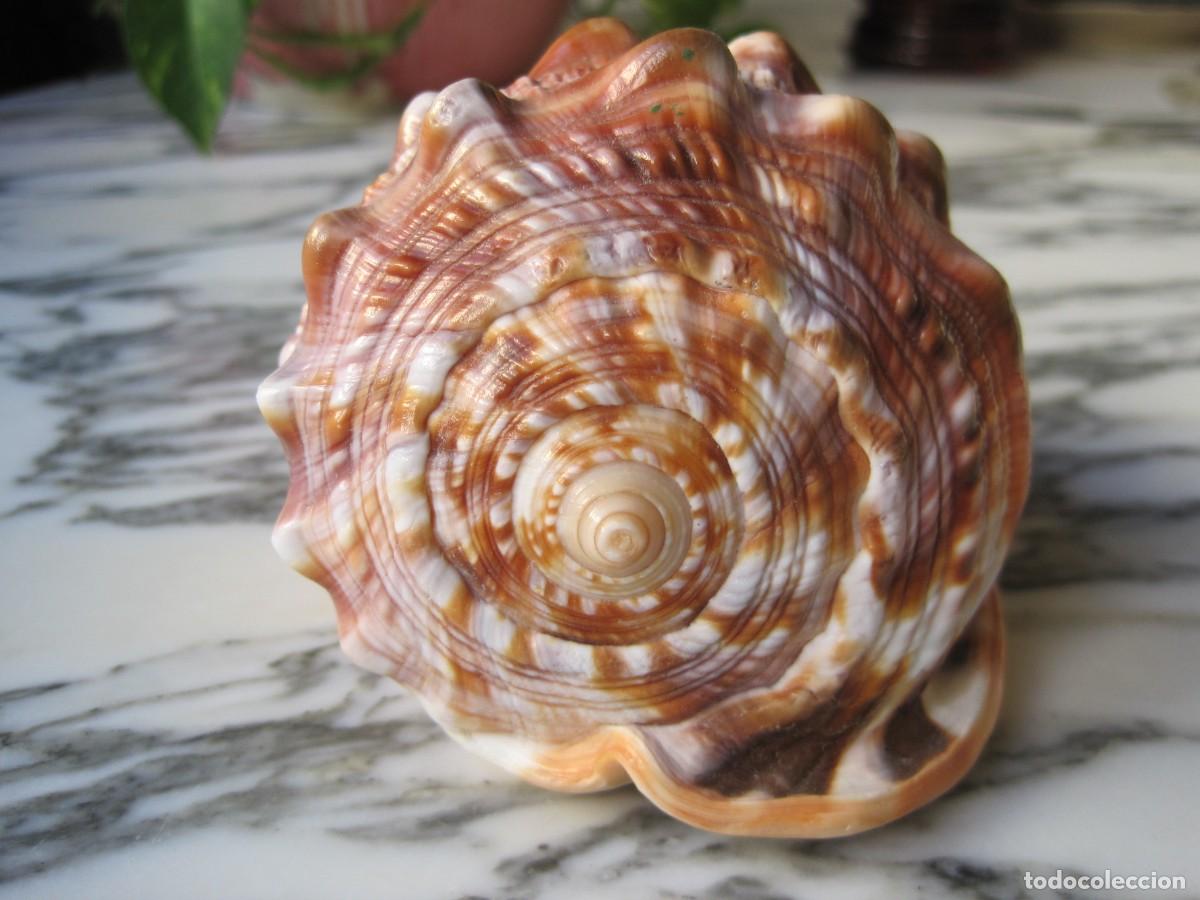 Coleccionismo de moluscos: CONCHA DE CARACOL DE MAR - CARACOLA - Foto 5