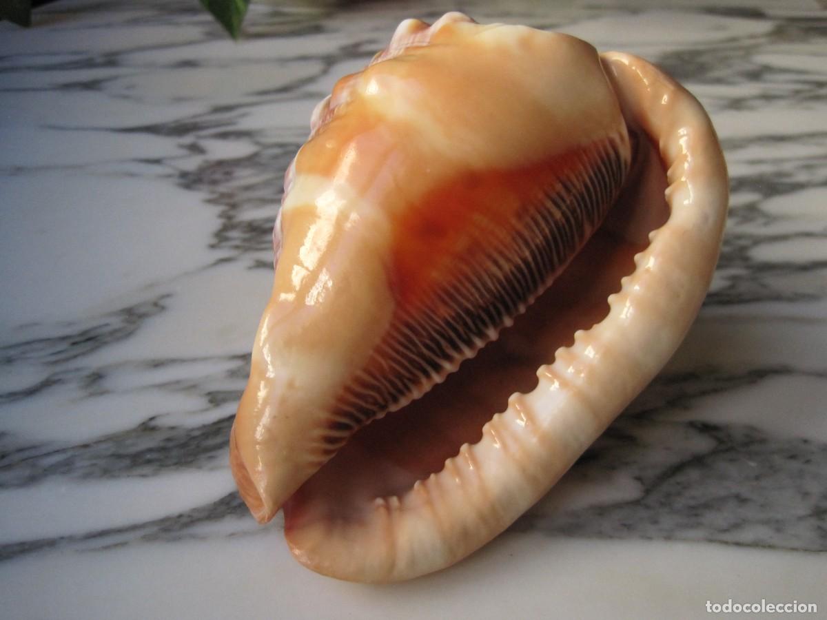 Coleccionismo de moluscos: CONCHA DE CARACOL DE MAR - CARACOLA - Foto 6