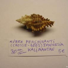 Collezionismo di molluschi: CARACOL SNAIL SHELL MUREX PENCHINANTI. INDONESIA.
