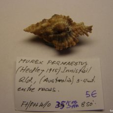 Collezionismo di molluschi: CARACOL SNAIL SHELL MUREX PERMAESTUS. AUSTRALIA.