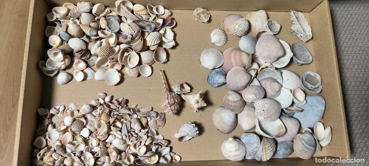 Coleccionismo de moluscos: SUPER LOTE DE CONCHAS Y CARACOLAS - Foto 1