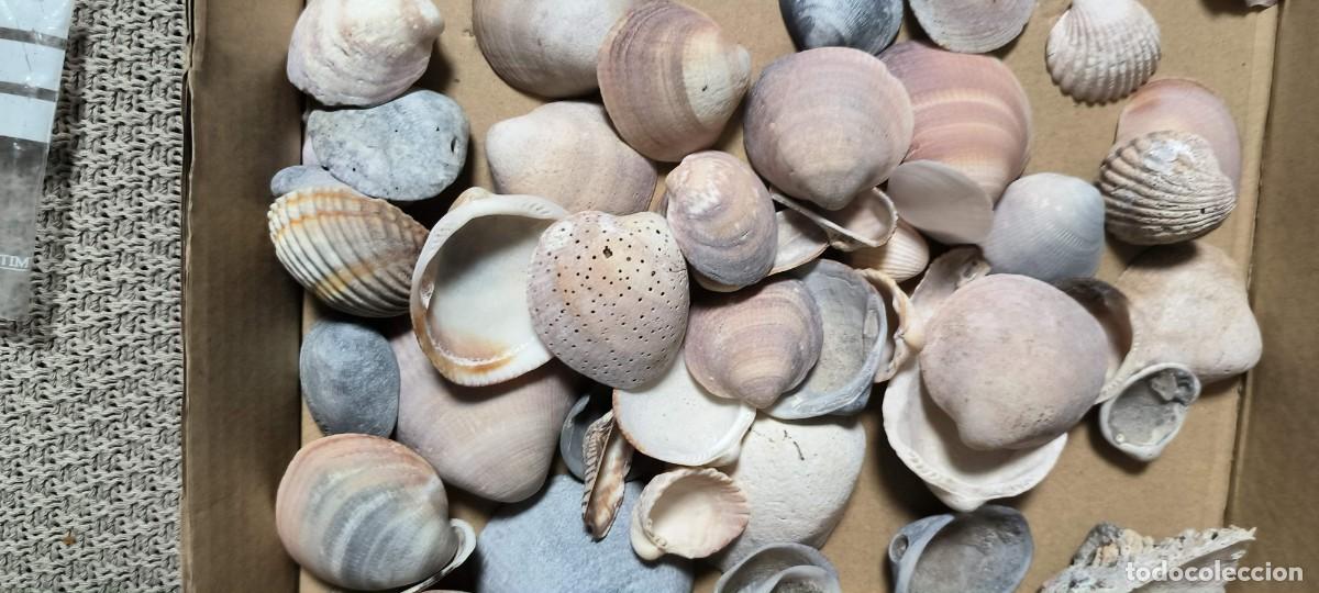 Coleccionismo de moluscos: SUPER LOTE DE CONCHAS Y CARACOLAS - Foto 2