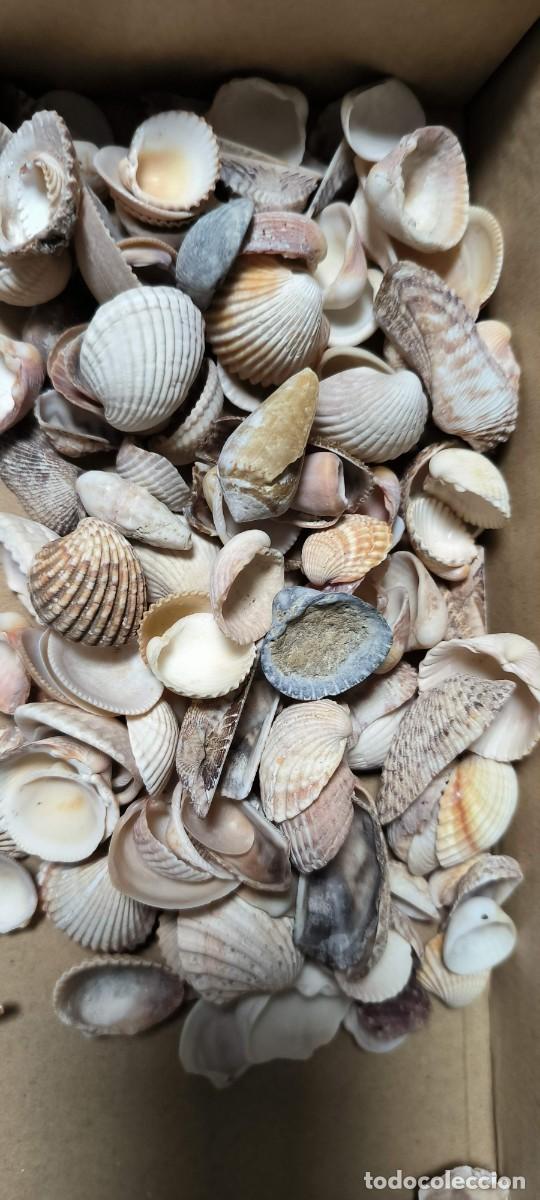 Coleccionismo de moluscos: SUPER LOTE DE CONCHAS Y CARACOLAS - Foto 4
