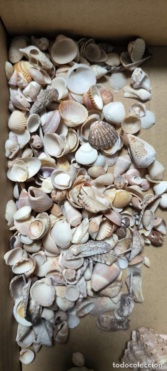 Coleccionismo de moluscos: SUPER LOTE DE CONCHAS Y CARACOLAS - Foto 5