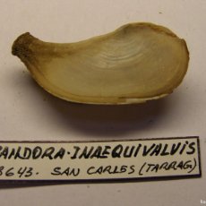 Collezionismo di molluschi: BIVALVO SHELL PANDORA INAEQUIVALVIS. TARRAGONA.