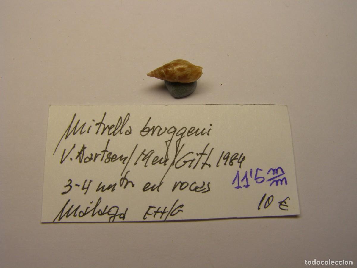 Coleccionismo de moluscos: Caracol snail shell mitrella bruggeni. M&aacute;laga. - Foto 1