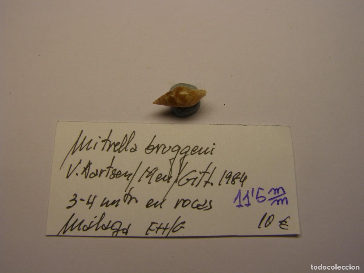 Coleccionismo de moluscos: Caracol snail shell mitrella bruggeni. M&aacute;laga. - Foto 2