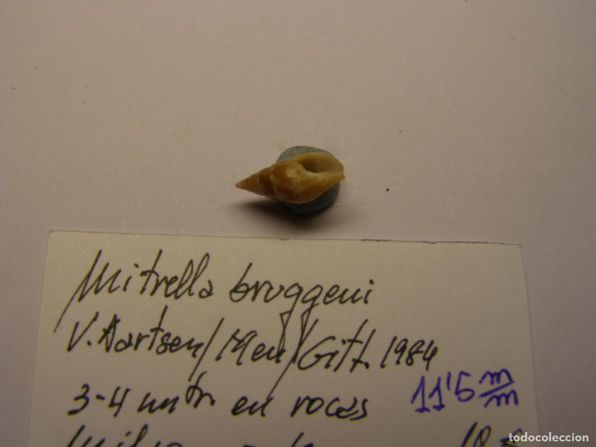 Coleccionismo de moluscos: Caracol snail shell mitrella bruggeni. M&aacute;laga. - Foto 3