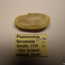 Collezionismo di molluschi: BIVALVO SHELL PSAMMOBIA FERVENSIS. MÁLAGA.