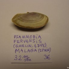 Collezionismo di molluschi: BIVALVO SHELL PSAMMOBIA FERVENSIS. MÁLAGA.
